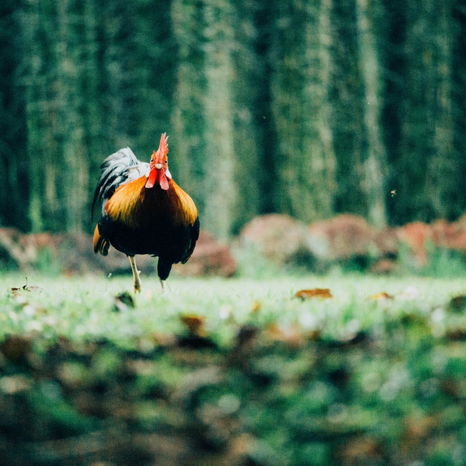 Rooster Diamond Film