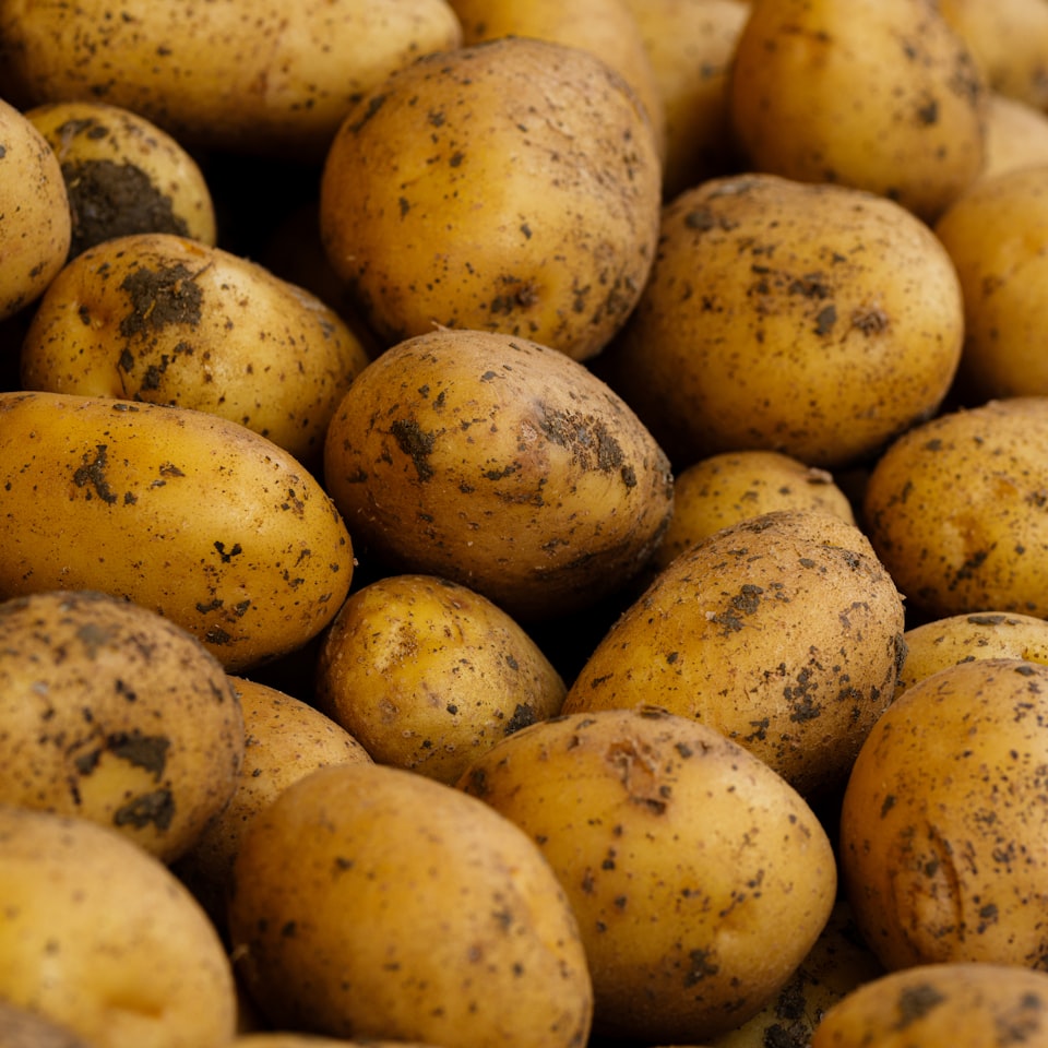 Potato Princess Blue